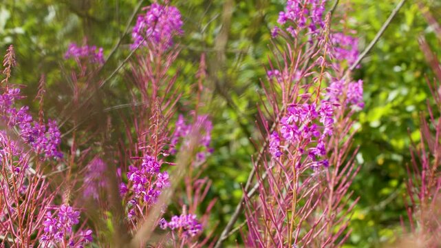 Bee Pollinating Fireweed Flowers in Sunny Scottish Meadow