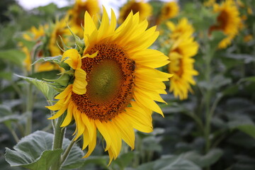 Naklejka premium A close-up of a bright sunflower with a bee collecting nectar under natural sunlight. Summer field, vibrant yellow petals, and detailed macro view of pollination in nature