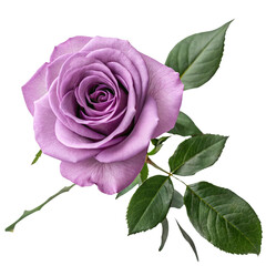 purple rose isolated on white background