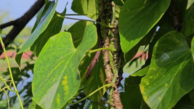 Tinospora cordifolia​​ (Thunb.) Miers. Thai herb.