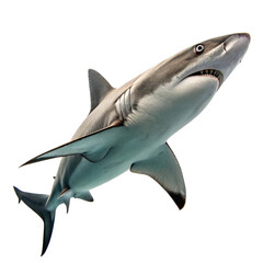 Fototapeta premium great white shark