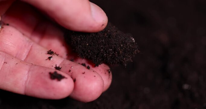 hold fertile soil mixed with white pieces of perlite to improve the quality of soil looseness and ensure drainage