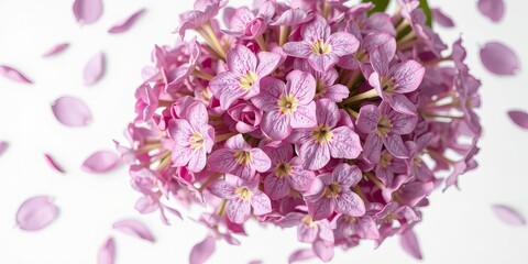 Close-up of delicate pink flowers clustered together with scattered petals on a pristine white background, creating a soft, dreamy, and romantic floral arrangement.