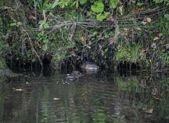 A muskrat in a lake near its burrow in its natural habitat in Siberia