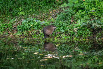 Fototapety na wymiar - Fototapeta24.pl