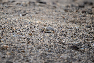 A steppe pika in its natural habitat in the Altai steppes on an autumn day