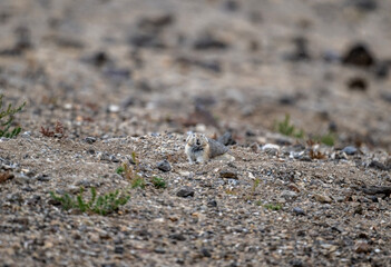 A steppe pika in its natural habitat in the Altai steppes on an autumn day