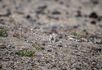 A steppe pika in its natural habitat in the Altai steppes on an autumn day