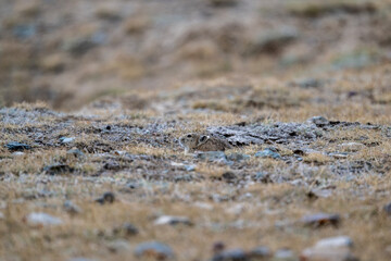 A steppe pika in its natural habitat in the Altai steppes on an autumn day