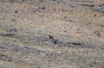 A steppe pika in its natural habitat in the Altai steppes on an autumn day