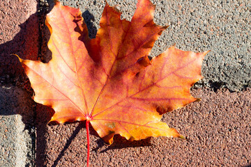 Close up of single bright orange maple leaf lying on textured brick pavement in sunlight. Autumn leaf displays vivid red and yellow tones, symbolising fall, change, natural beauty in seasonal scene