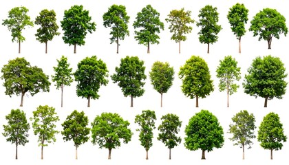 Fototapeta premium Collection of various trees against a white background