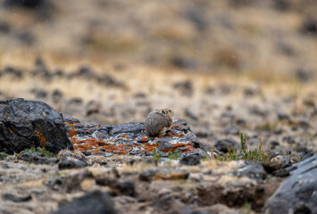 A steppe pika in its natural habitat in the Altai steppes on an autumn day