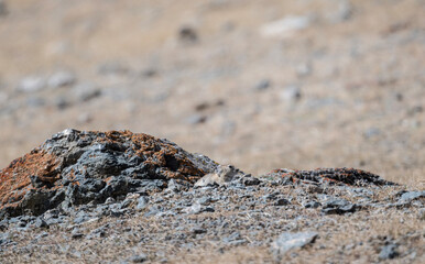 A steppe pika in its natural habitat in the Altai steppes on an autumn day