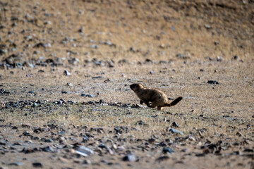 A marmot in its natural habitat in the Altai steppes on an autumn day