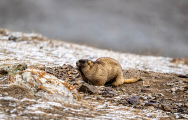 Fototapeta premium A marmot in its natural habitat in the Altai steppes on an autumn day