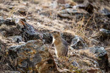 A steppe ground squirrel in its natural habitat in the Altai steppes on an autumn day