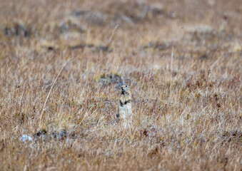 A steppe pika in its natural habitat in the Altai steppes on an autumn day