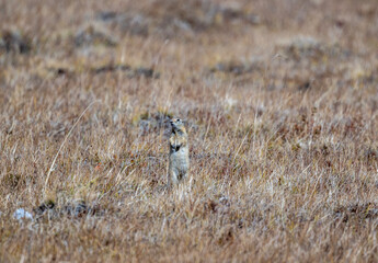 A steppe ground squirrel in its natural habitat in the Altai steppes on an autumn day
