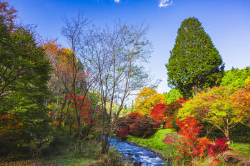Fototapeta premium カラフルな秋の早出公園 岡谷市