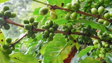 Green coffee cherries — the beginning of every perfect brew. The green bean. green coffee beans on branches