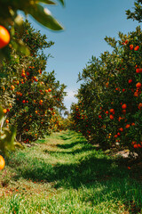 Sun-soaked orange orchard rows bloom under bright blue skies, showcasing nature's vibrant bounty across a lush landscape