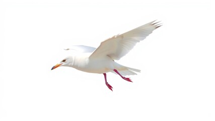 Fototapeta premium A magnificent white seagull gracefully soars through the clear sky with its wings spread wide, creating a stunning image against the clean, bright background.