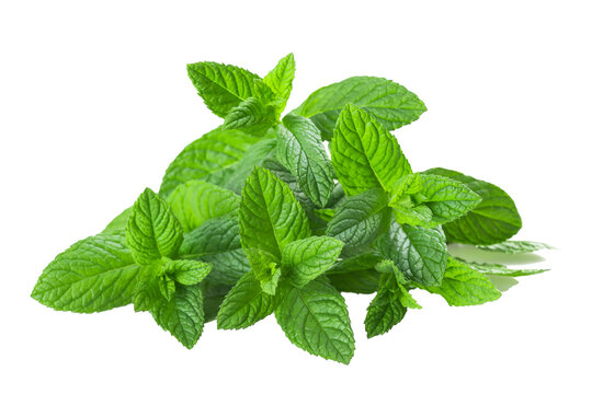 mint plants