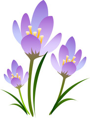 purple and white crocus