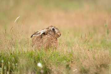 Brown hare, Lepus europaeus, on the grass in the uk in the summer