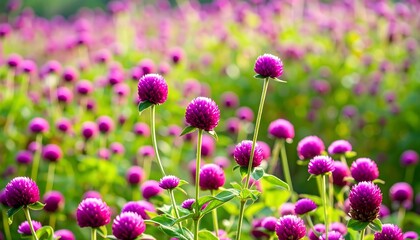 Vibrant purple globe flowers in a field