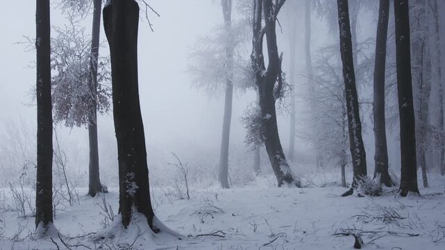 Frozen foggy forest during cold winter day. Fairytale landscape