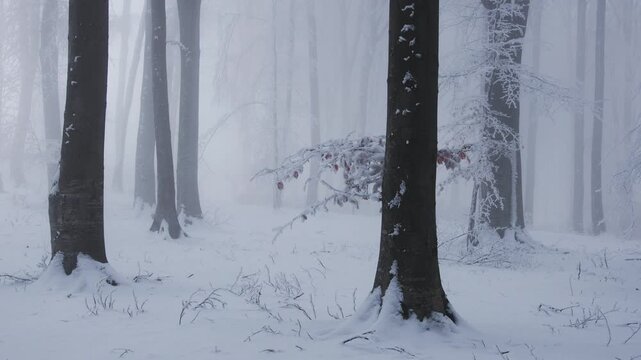Frozen trees in foggy forest during cold winter day. Fairytale landscape