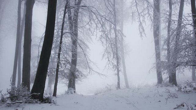 Frost and cold in snow covered foggy forest