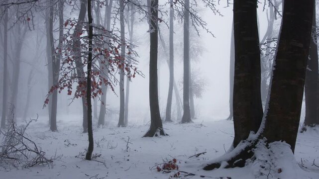 Tree with red leaves in foggy forest covered in snow. Winter fairytale forest