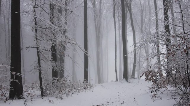 Trail in snowy forest. Christmas foggy forest covered in snow and frost