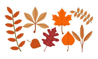 Obraz premium Various autumn leaf set with natural orange and brown color variations