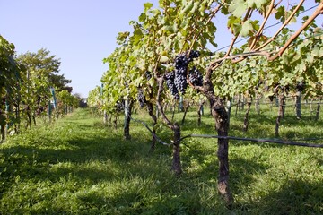 Vineyard with rows of grapevines and ripe dark grape clusters under clear blue sky.