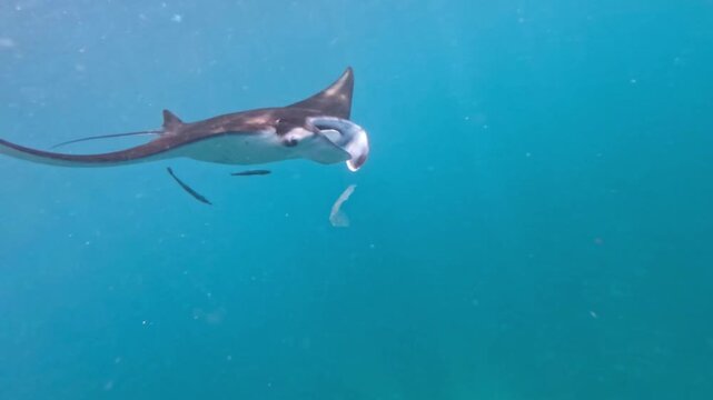 Giant oceanic manta ray (Mobula birostris) glides through clear blue water