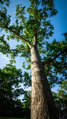 Fototapeta premium Majestic tree reaching for sky