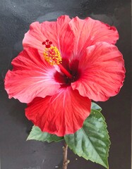 Vibrant red hibiscus flower against dark backdrop