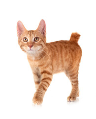 Obraz premium ginger cat in studio