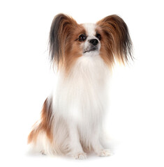 papillon dog in studio