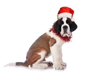 puppy saint bernard in studio