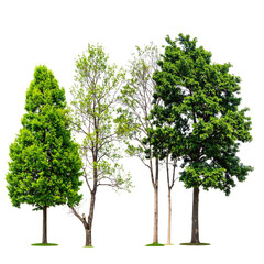 Obraz premium Four varied deciduous and evergreen trees set against a transparent black background