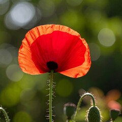 Vibrant red poppy in soft focus