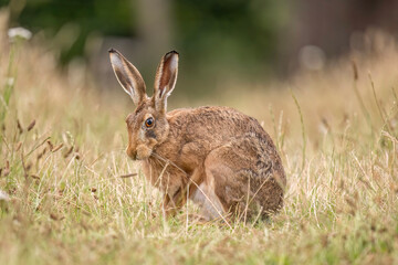 Brown hare, Lepus europaeus, on the grass in the uk in the summer