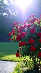 Vibrant red roses in a garden, bathed in sunlight