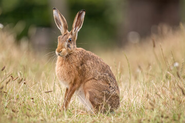 Brown hare, Lepus europaeus, on the grass in the uk in the summer