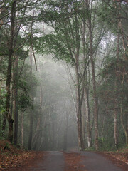 Forest with fog on mountain, Thailand.